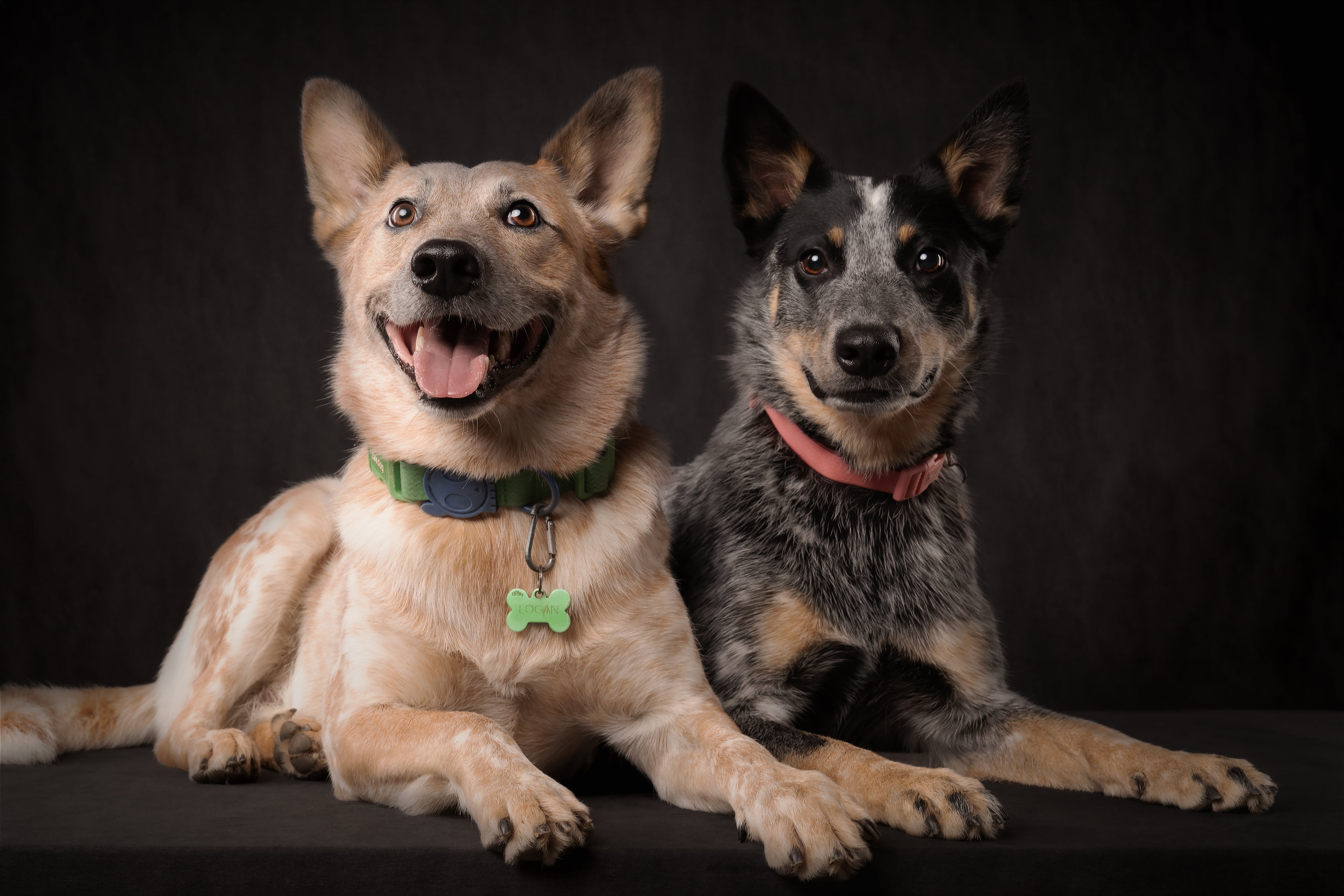 Logan, Luna y toda su manana son una verdadera sensación en redes sociales.