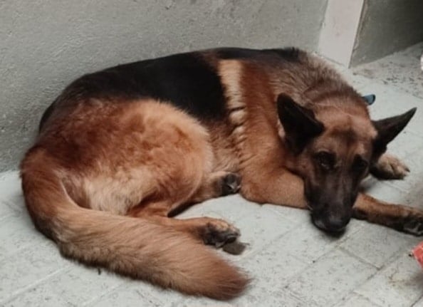 Tayler, perro que mató a Niño en Pérez Zeledón. Foto American Stafford Costa Rica.