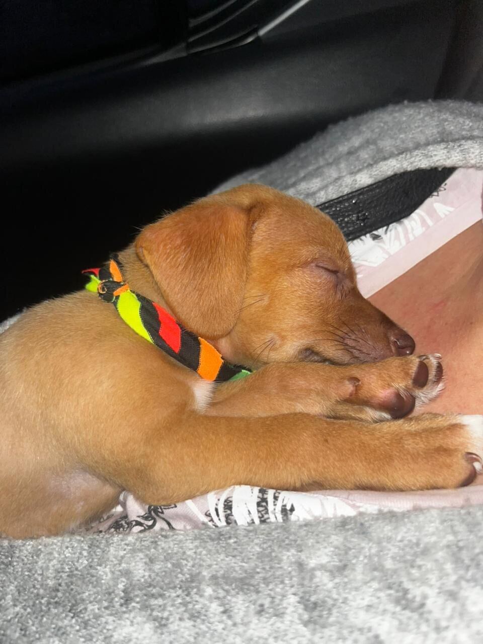 Mamá de perrito rescatado asegura que peludito vino a llenar un vacío.