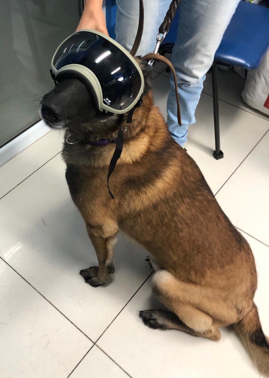 Los peluditos de la familia ya no tienen que andar sus ojos desprotegidos porque desde hace unos cinco meses se venden en el país anteojos de sol para perros, traídos por el veterinario Marco Mora Castro
