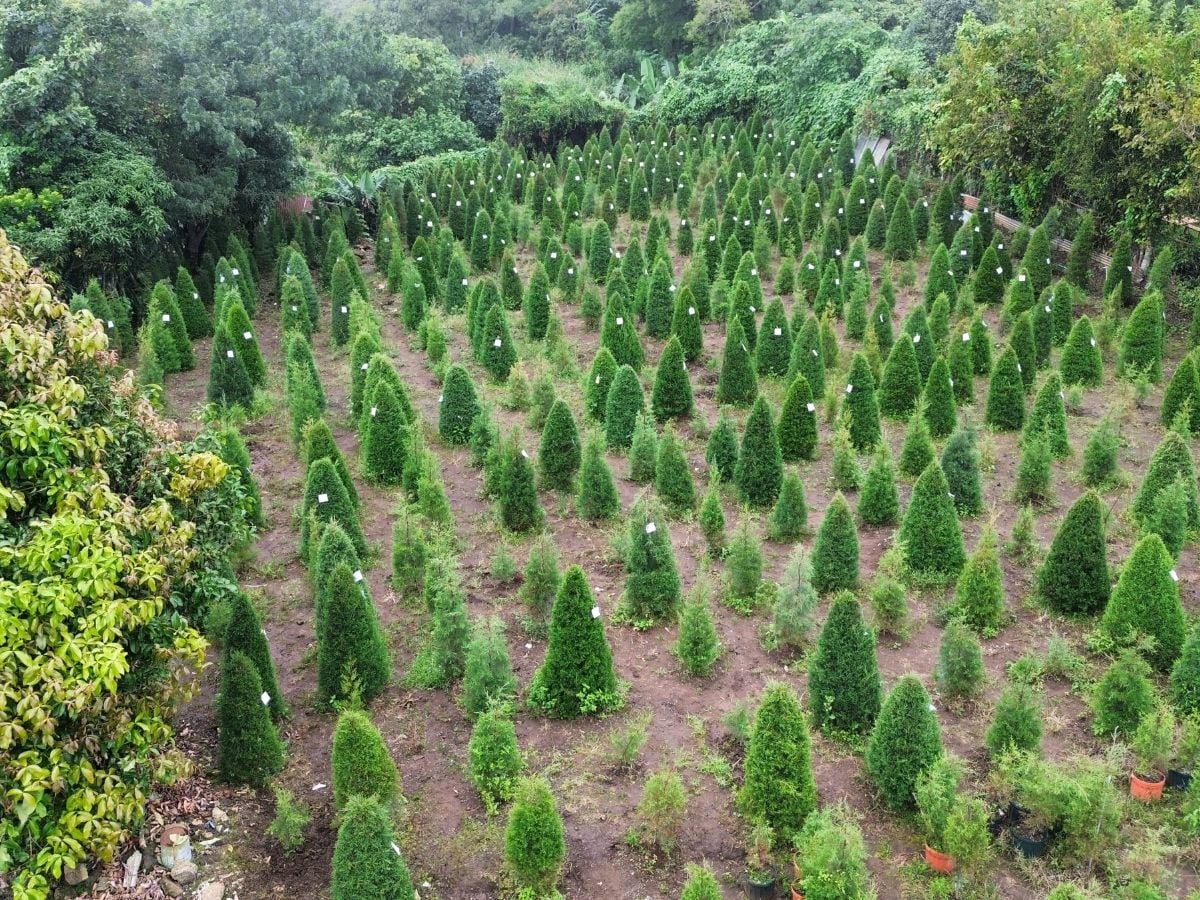 Encontrar el árbol de navidad perfecto no es tarea sencilla pero, con paciencia y tiempo, se encuentra. Foto: Árboles de navidad San Pablo de Heredia.