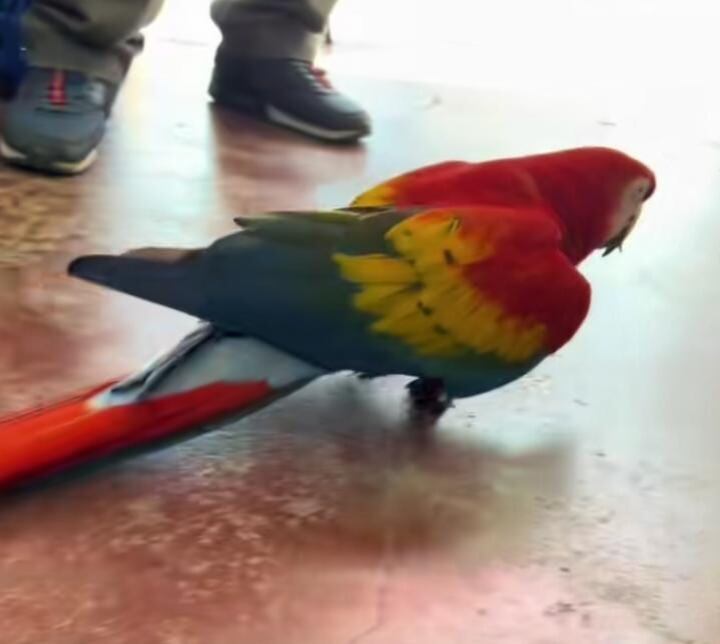 Lapa roja ha generado muchos comentarios en Tikto