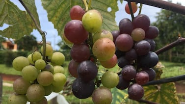 ¡Cuidado con las uvas! El mortal peligro que acecha a su mascota esta medianoche según experto