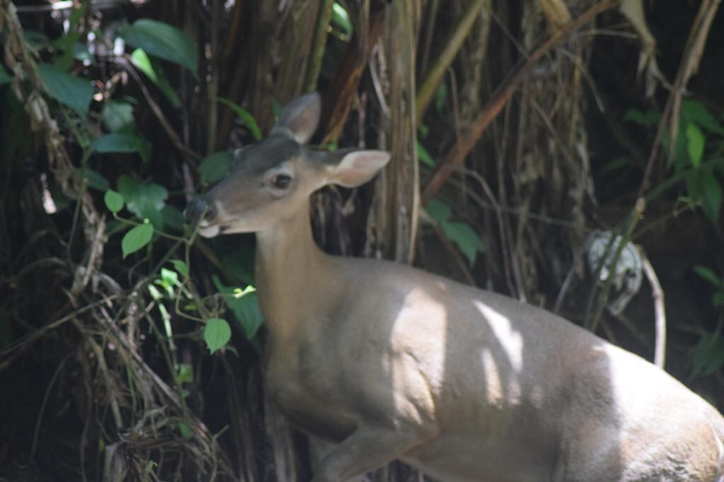 Parque Nacional Manuel Antonio