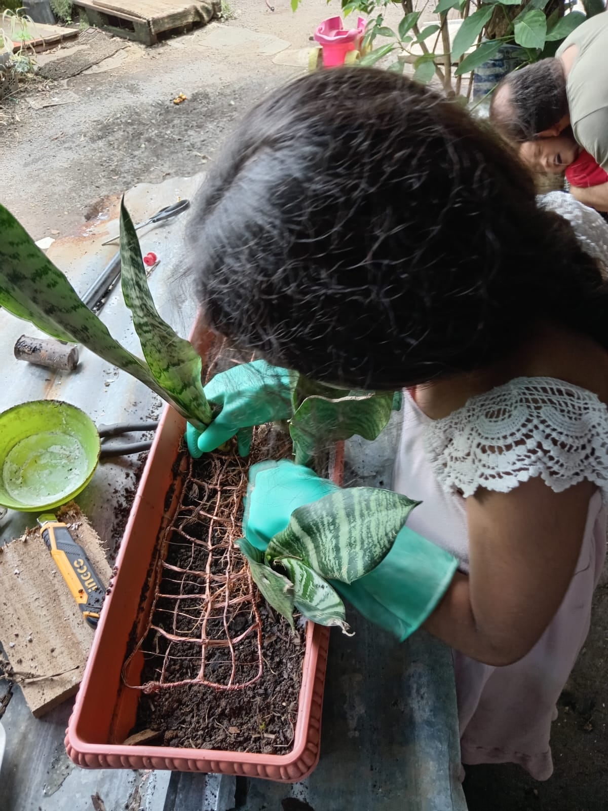 En el barrio Jesús de Santa Bárbara de Heredia todavía hay vacas pastando y aire limpio. Allí vive Jade Fernández Caicedo, una niña de apenas 9 años que logró cargar un celular con la energía de las plantas