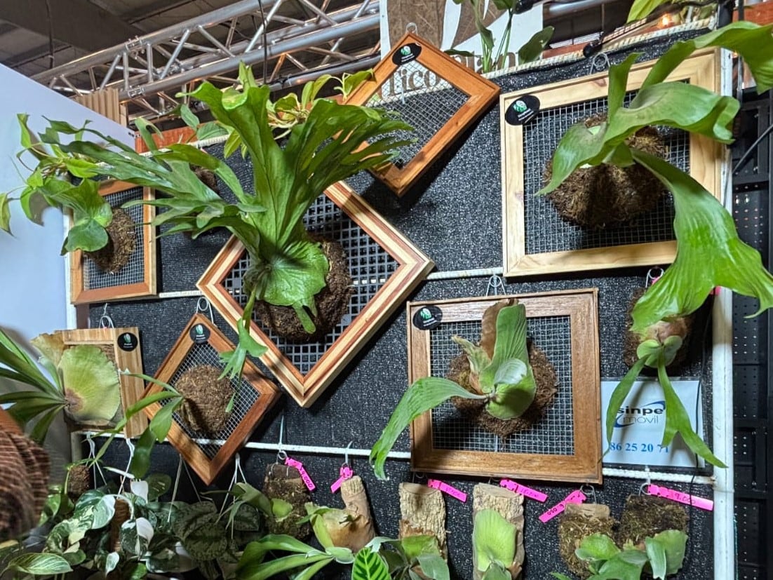 Un nuevo juego de sillas para su terraza, plantas diseñadas para colocarse en las paredes y todas las herramientas para mantener zonas verdes saludables, esto y más podrá encontrar en ExpoJardinería