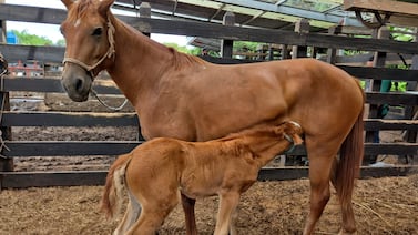Caso Pana: reconocida barrilera tenía estos caballos de lujo, los cuales tendrán nuevo destino