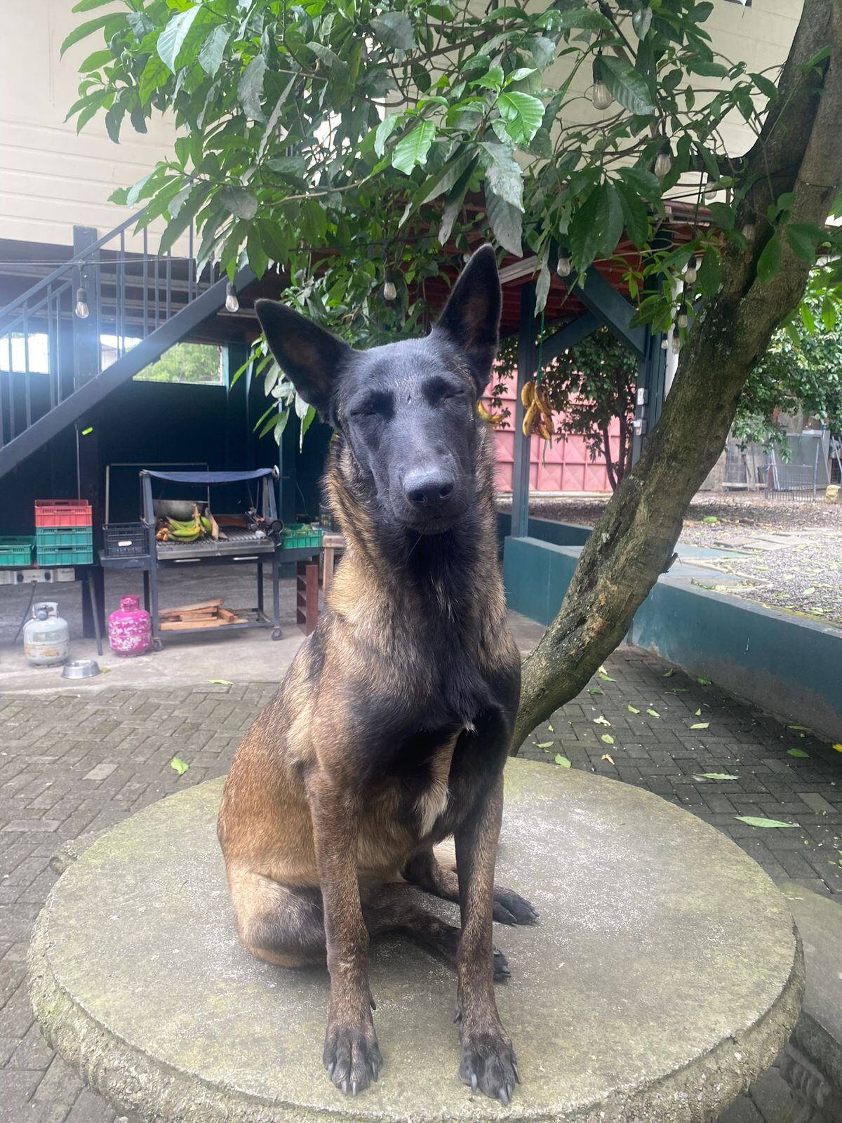 Piden ayuda para encontrar a perrita que pareja se llevó en Escazú. Foto cortesía.