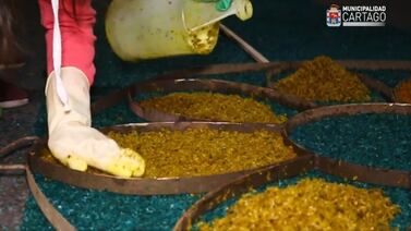 ¿Por qué las calles de Cartago amanecieron tan preciosas?