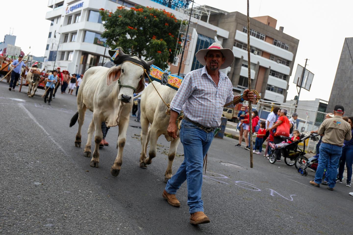 Más de 300 yuntas, con sus respectivas carretas, acompañadas de música y bailes folclóricos, desfilaron por las calles de la capital durante la XXIV Edición de la Entrada de Santos y Desfile de Boyeros a la ciudad de San José, este domingo 27 de noviembre de 2022.