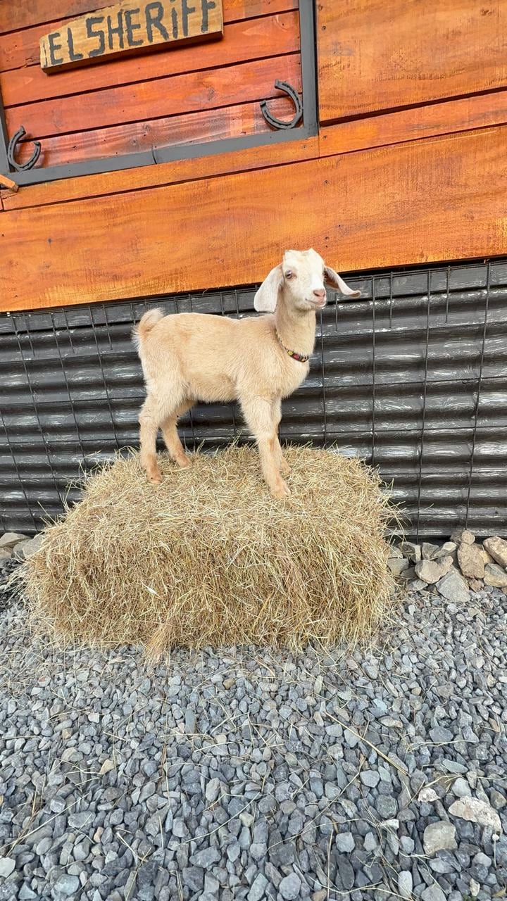 Gipzy Montoya decidió agrandar su familia con dos mascotas más y muy particulares.