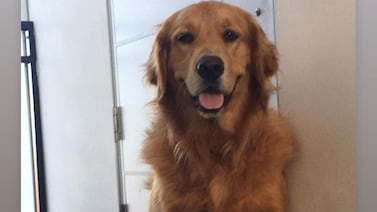 Jugador de Alajuelense demuestra cuánto ama a sus perros dándoles un chineo para muchos insólito