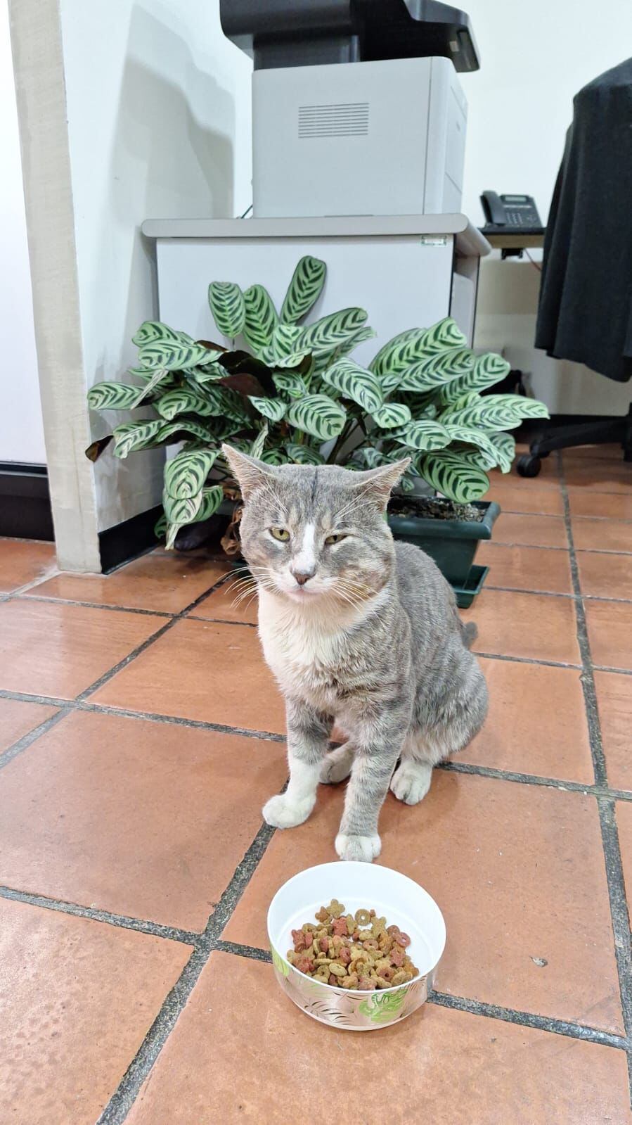 El gato Tom está buscando un hogar que lo adopte.