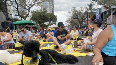 Regresan los ‘Domingos Familiares sin Humo’ con una agenda especial para las adorables mascotas