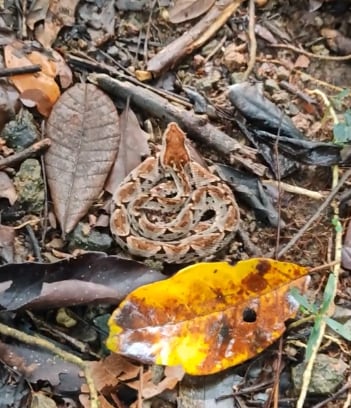 Este fue el momento en que Luis Venegas captó a la serpiente.