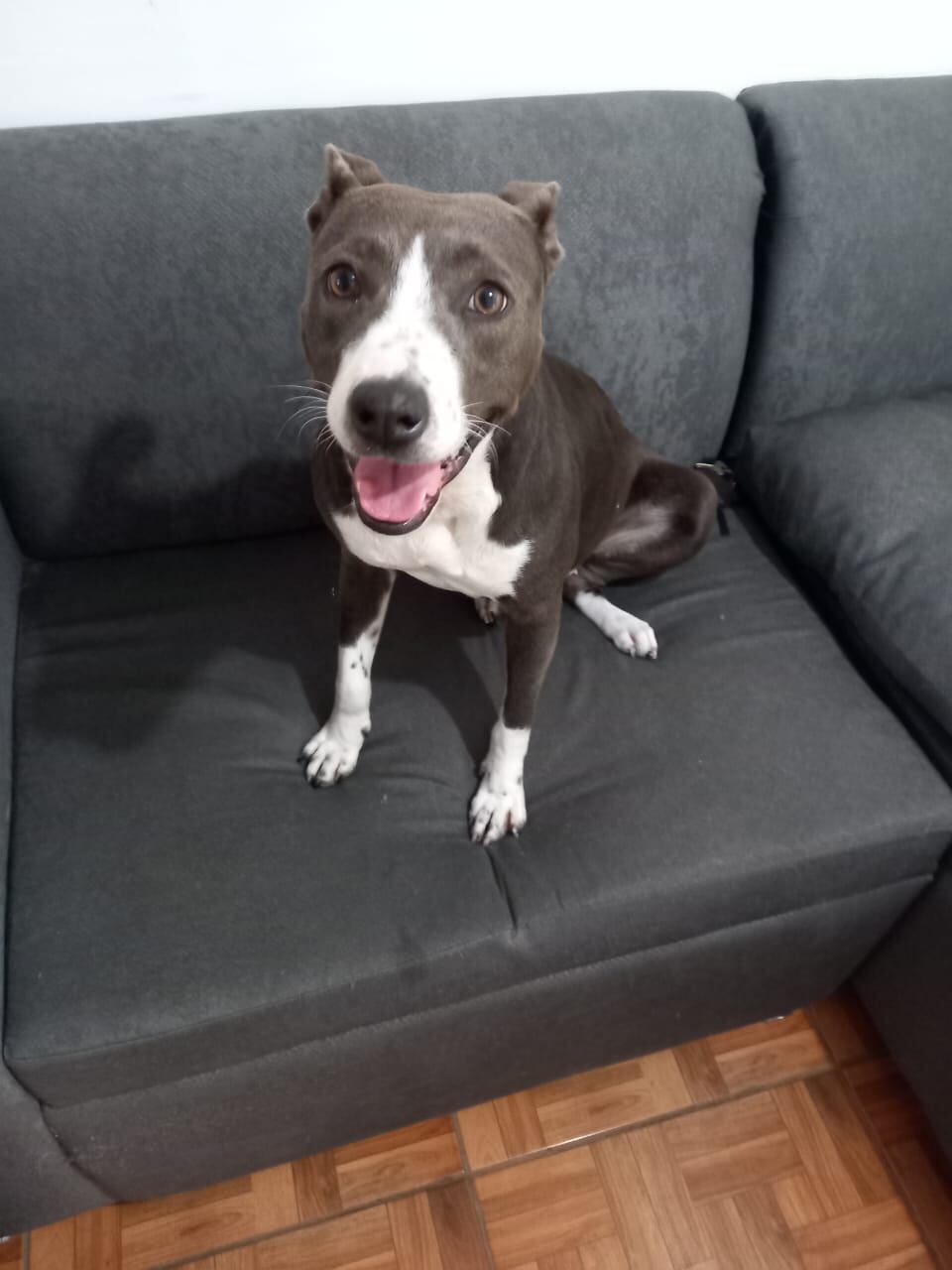 La perrita Sofía fue sacada de una casa en la cual era agredida, se le chineó en otra y ahora Senasa quiere que la devuelvan a donde la agredían