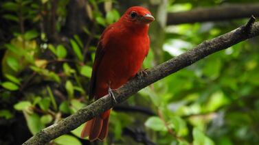 Pájaro Sangre de Cristo es visto como una señal de Dios para una familia de Puerto Jiménez