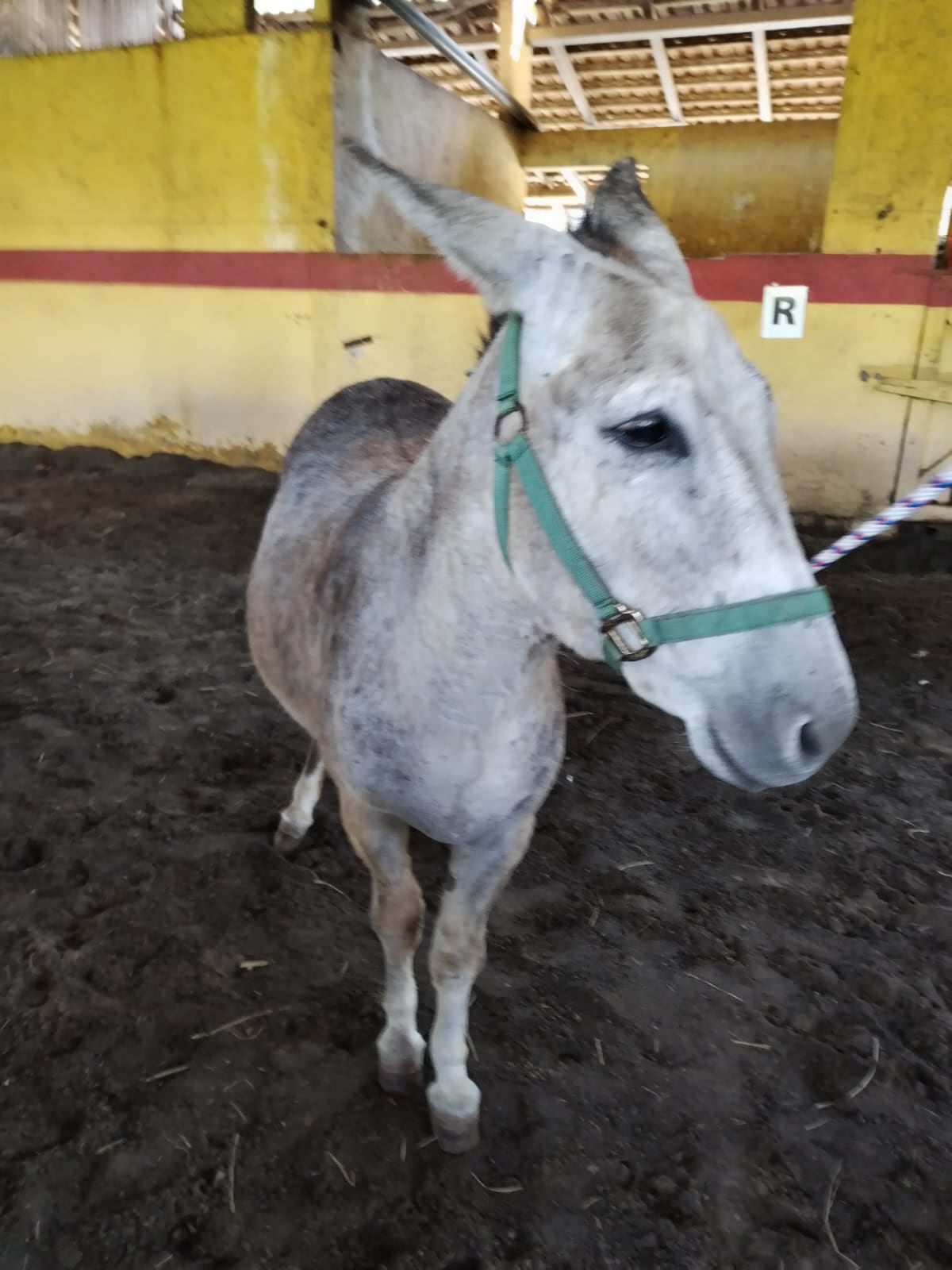 Pepe, el burrito que cargará al Señor del Triunfo, ya está listo