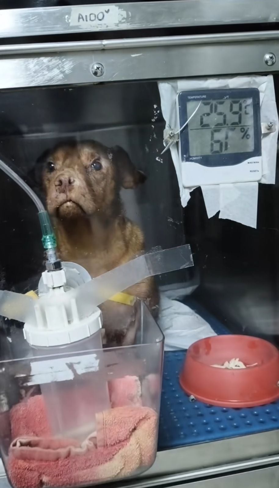 Auxilio Animal Cartago aldo perrito