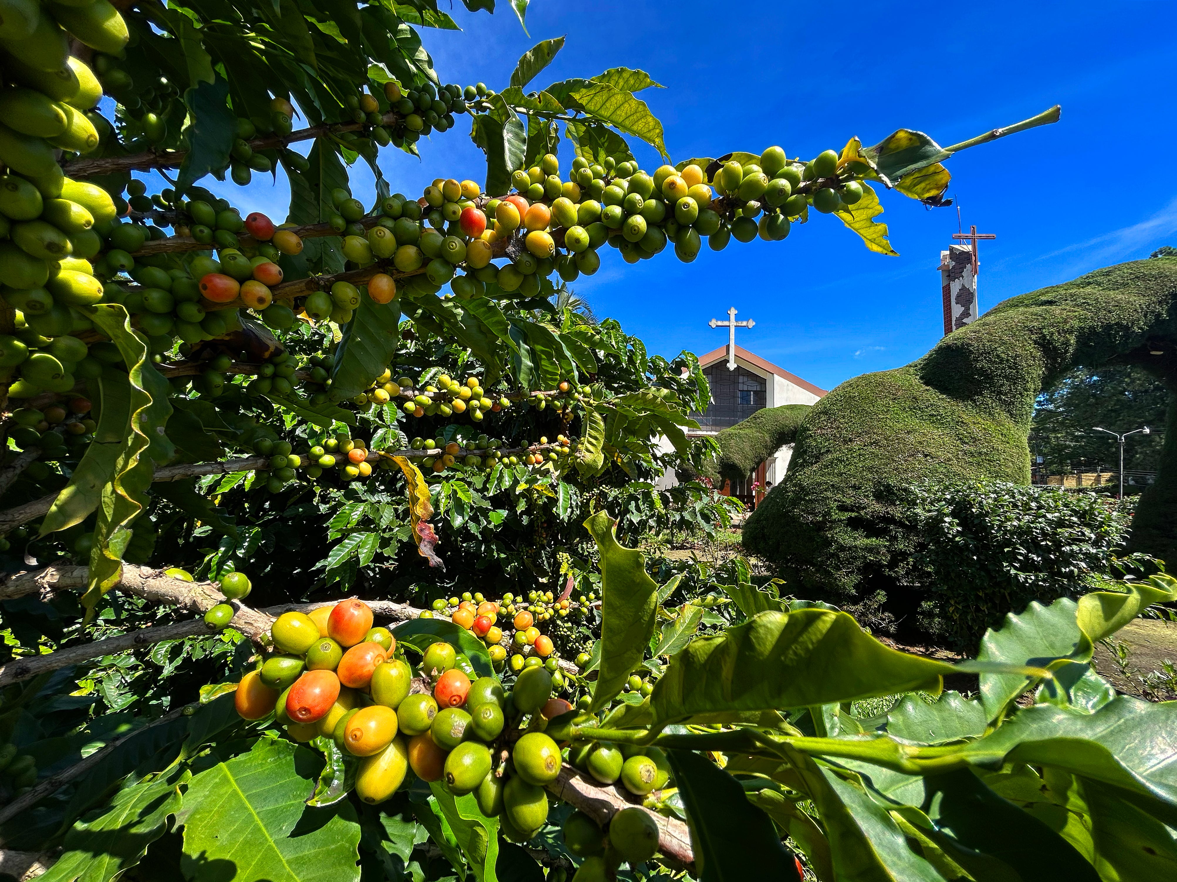 Iglesia de San Isidro de Alajuela, única en el país con su propio cafetal