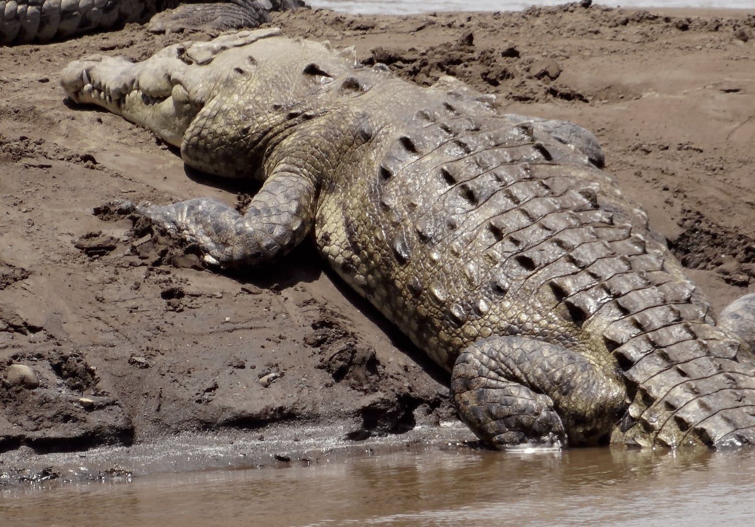 Estudio de la UNA revela que los cocodrilos se están quedando sin hogar