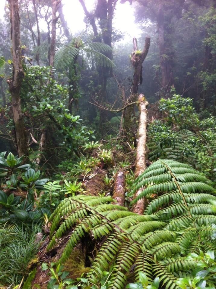 Tragedia aérea de Pico Blanco llevó 35 años a rescatista al mismo sitio donde 23 personas fallecieron