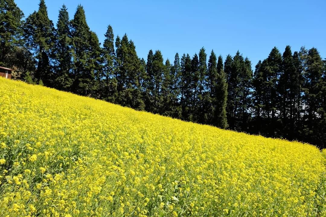 A pesar de que no son girasoles, las flores amarillas de la montaña deslumbran por su abundancia y color.