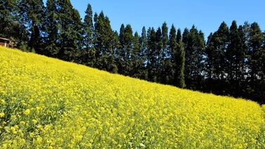 ¡Un paraíso amarillo! Las flores que embellecen Cartago ya volvieron