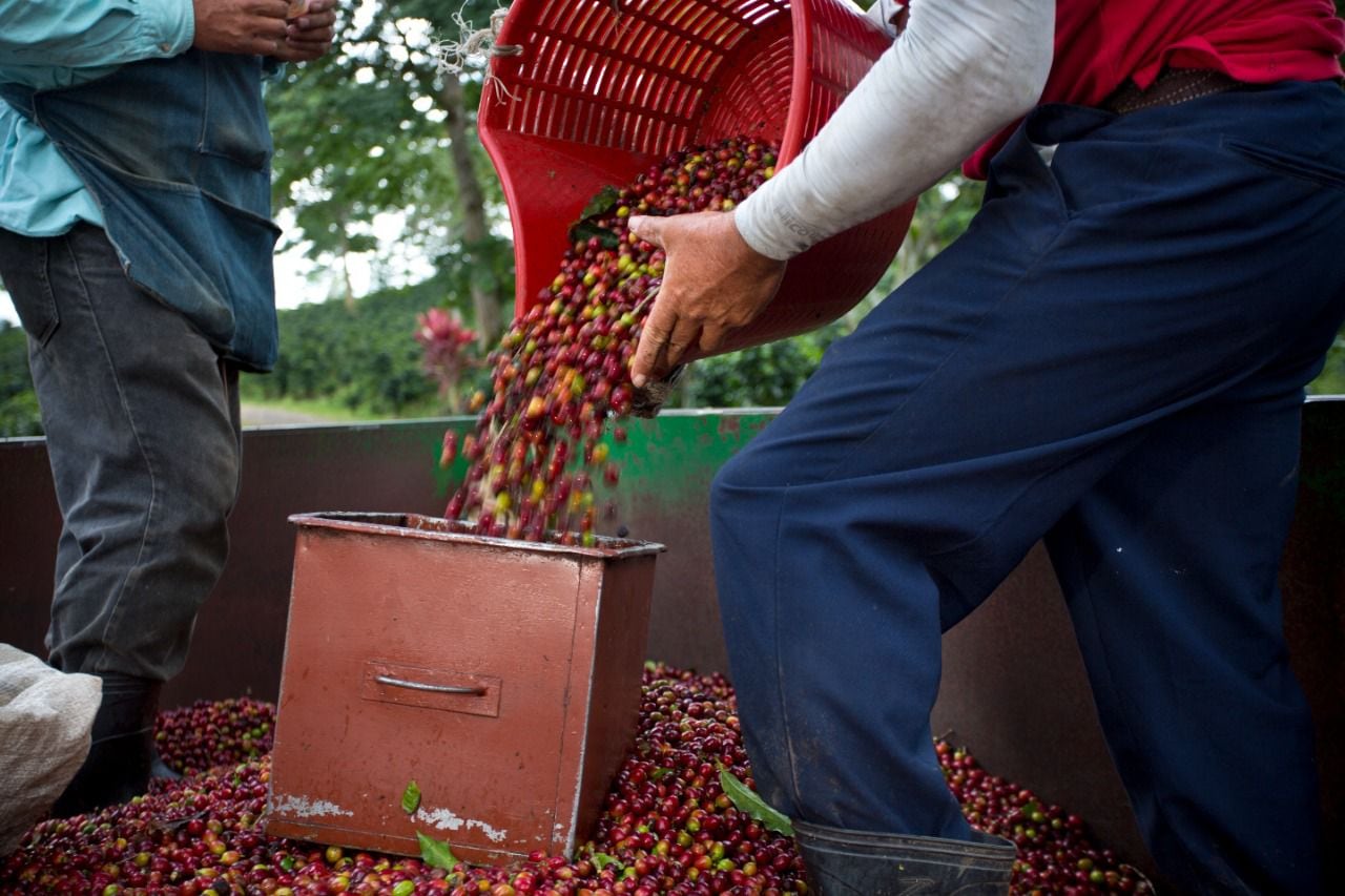 Ya inició la cosecha de café 2022 en Turrialba y Cafetalera Aquiares ocupa contratar unos 100 recolectores de café