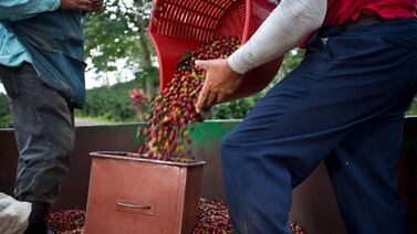 A hijos de recolectores de café los ayudan para que no se expongan a los riesgos de los cafetales