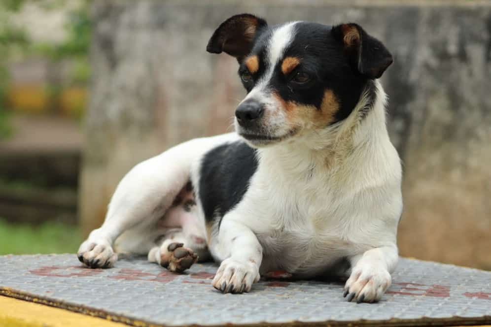 Pinto es uno de los perritos que ganó el concurso de La Teja