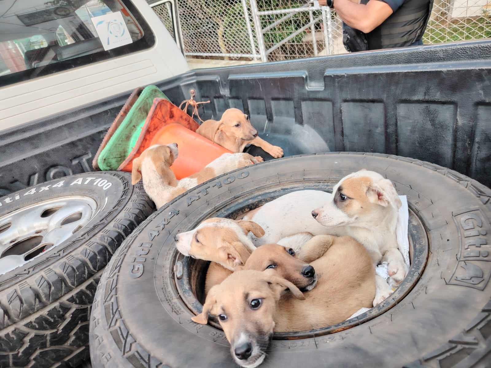 La vida de seis cachorros cambió gracias a una alerta que recibieron oficiales de la Delegación Policial de Aserrí, en San José. Foto: MSP