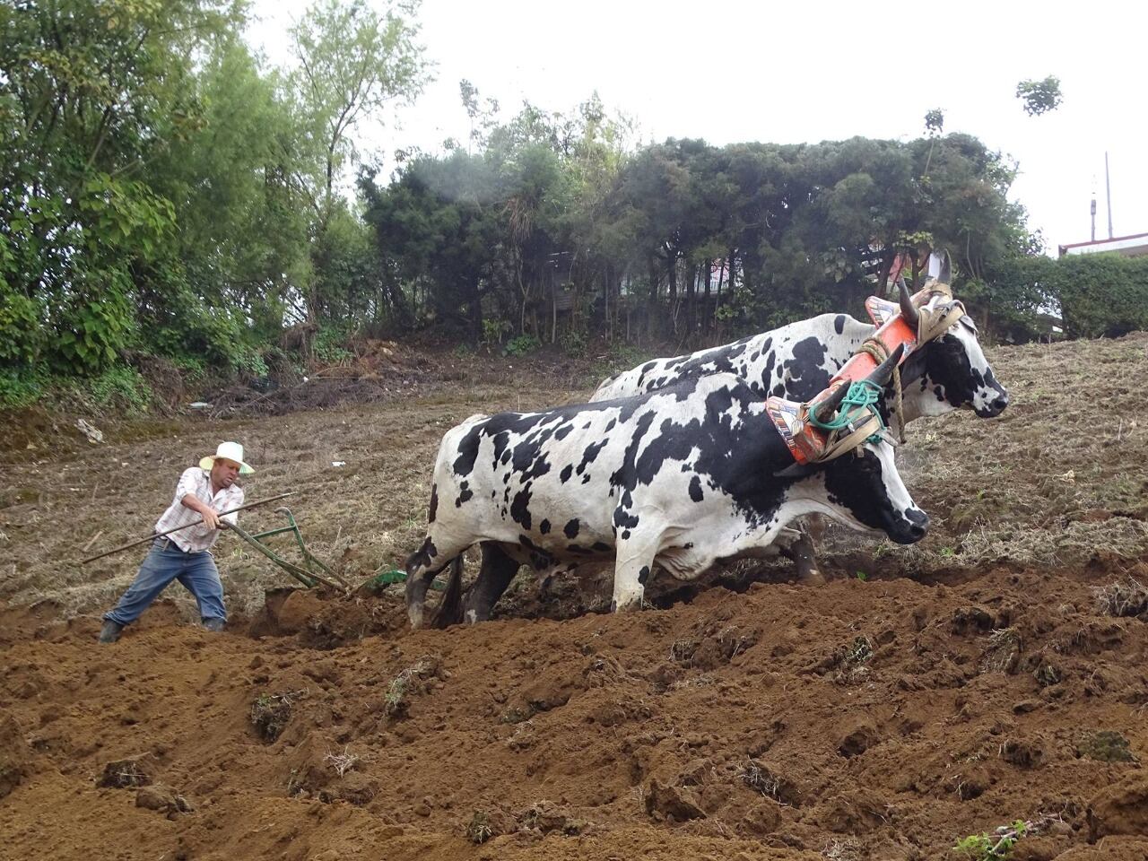 Boyero Daniel Alvarado, arando en Llano Grande de Cartago. Foto de la página en Facebook Boyeotico de don Alejandro Guevara Muñoz