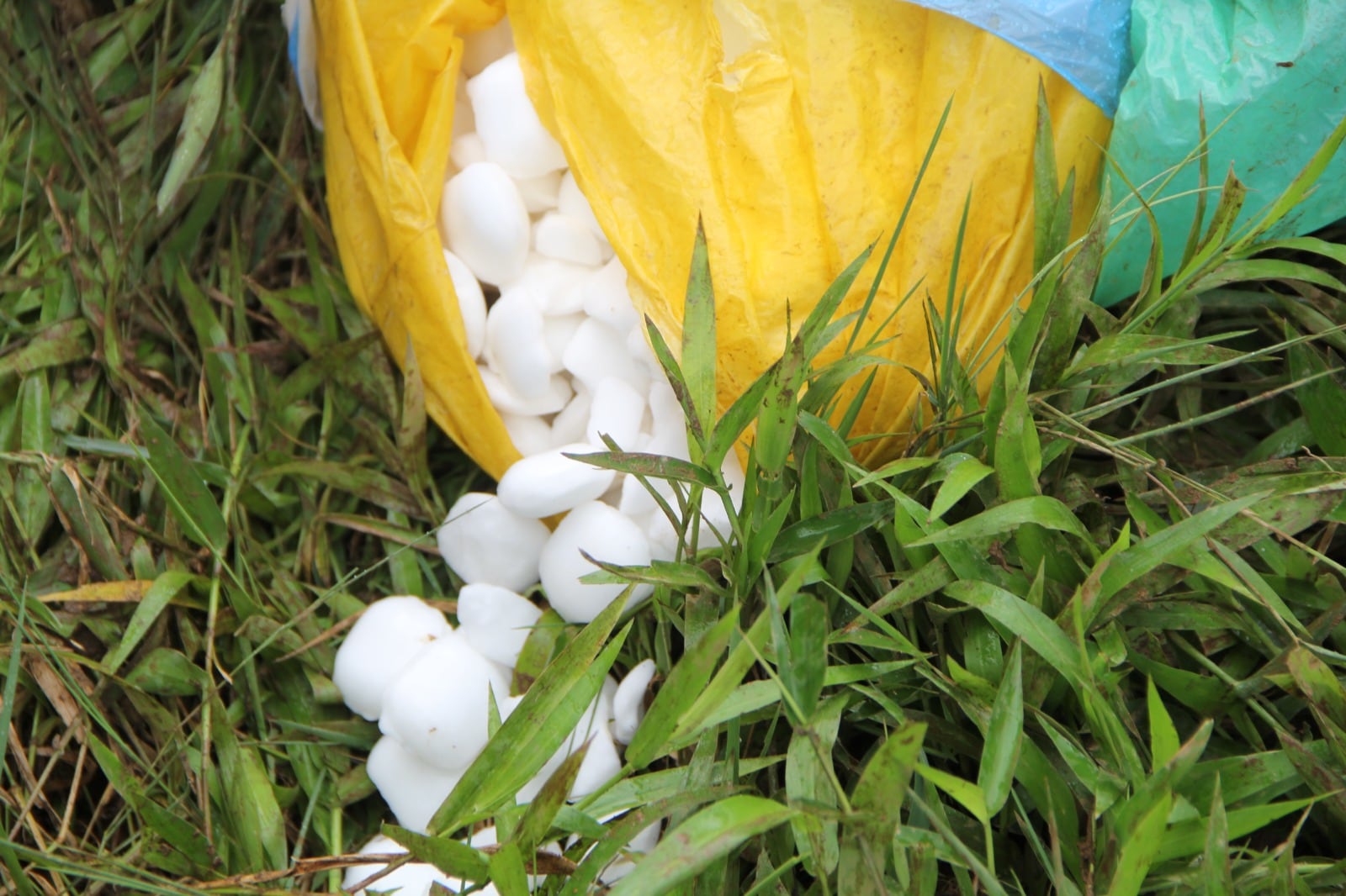 operativos Crucitas 2026