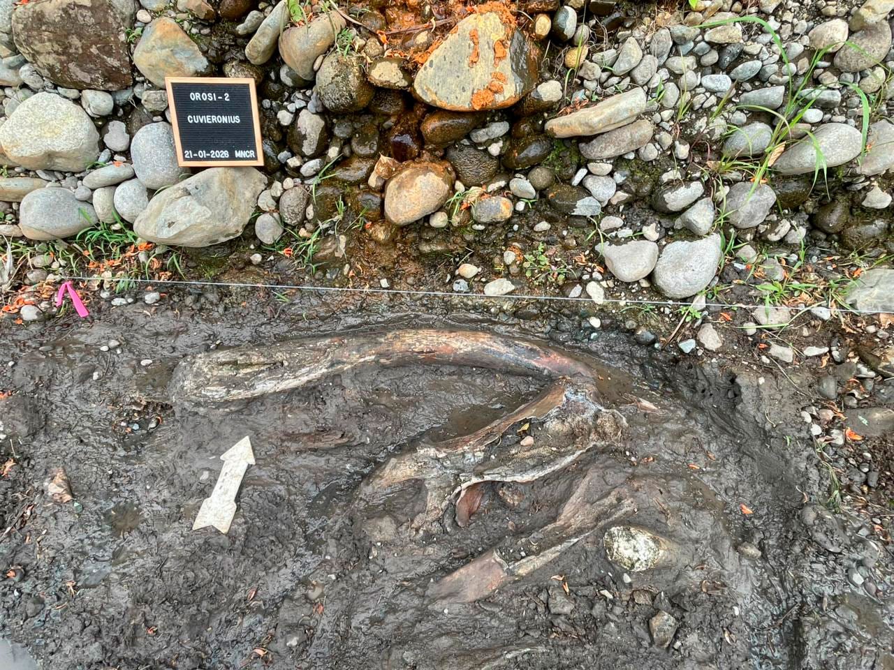 Hallazgo de mastodonte en Cartago