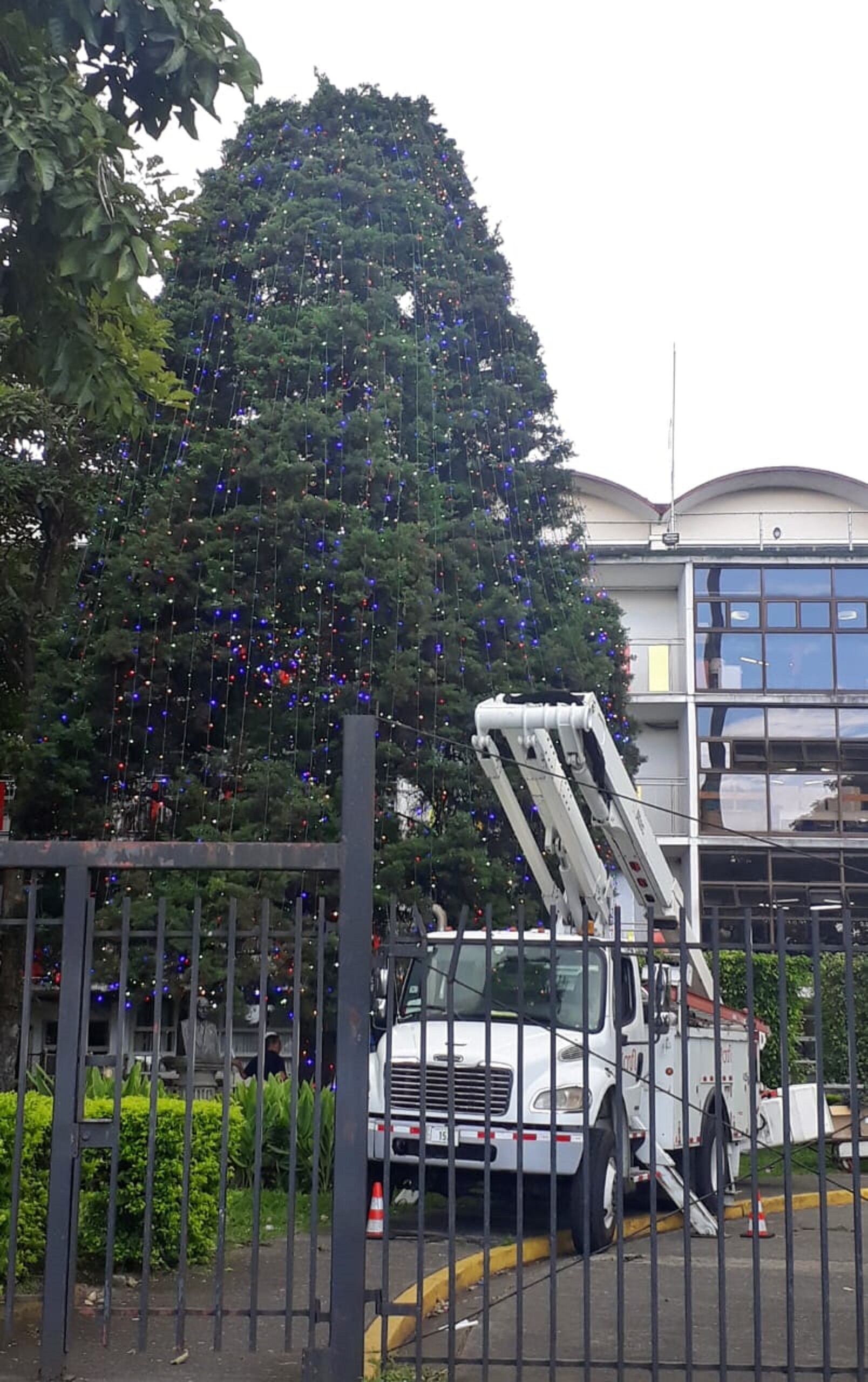 Arbolito del Hospital de Niños ya se comienza a poner guapetón