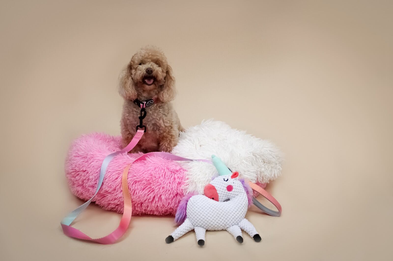 Con amor y dedicación, dos mujeres luchan por mejorar la vida de las mascotas.