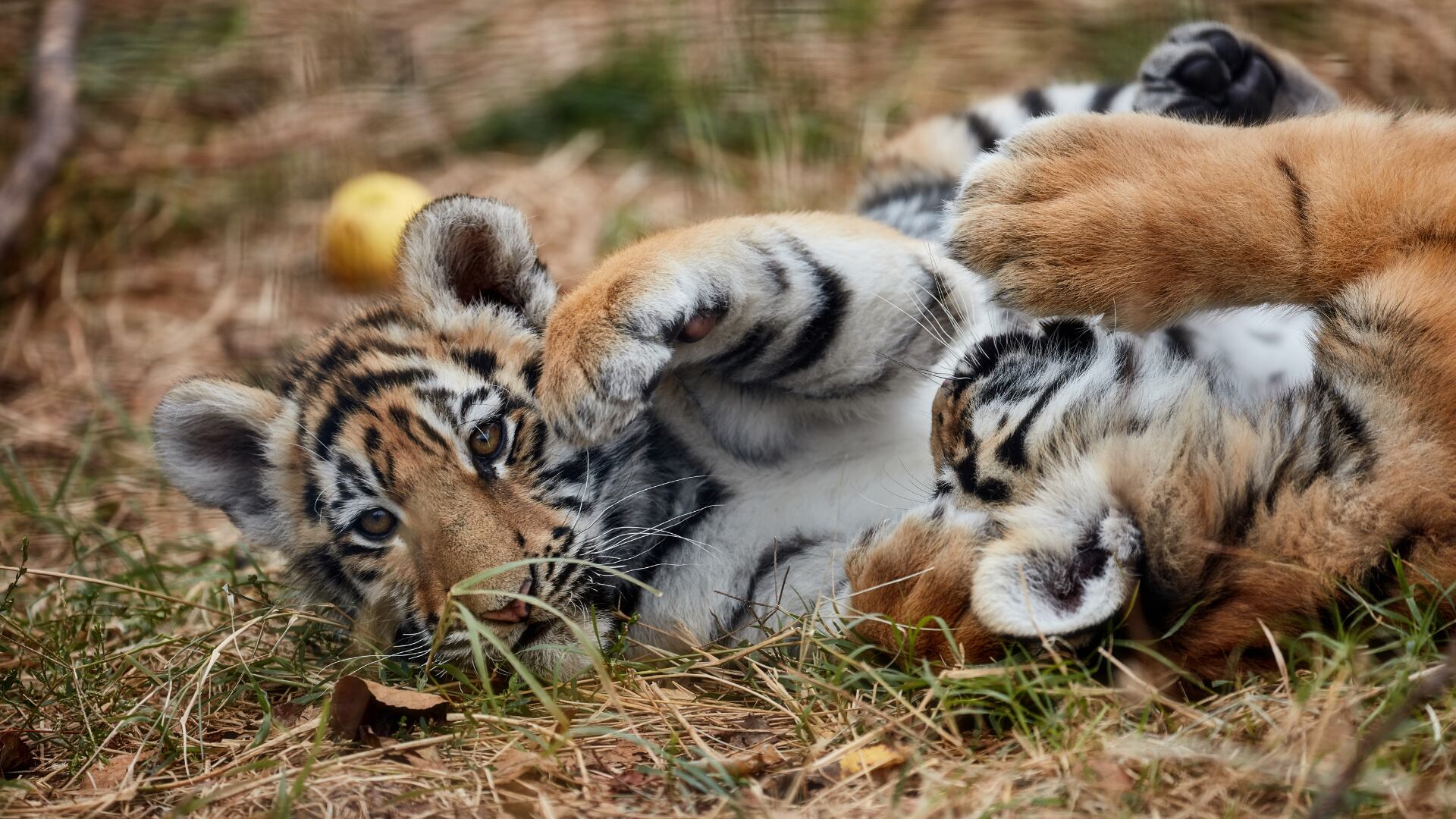 La madre dejó de amamantar a sus crías un día después del parto, lo que llevó al sacrificio de los tres tigres siberianos.