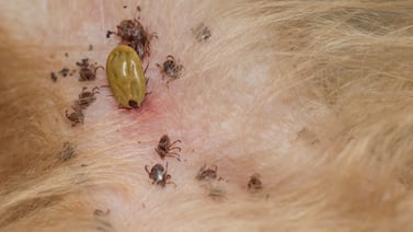 Enfermedad de la garrapata en Costa Rica: Salud reporta cinco casos más y un fallecido en solo un mes