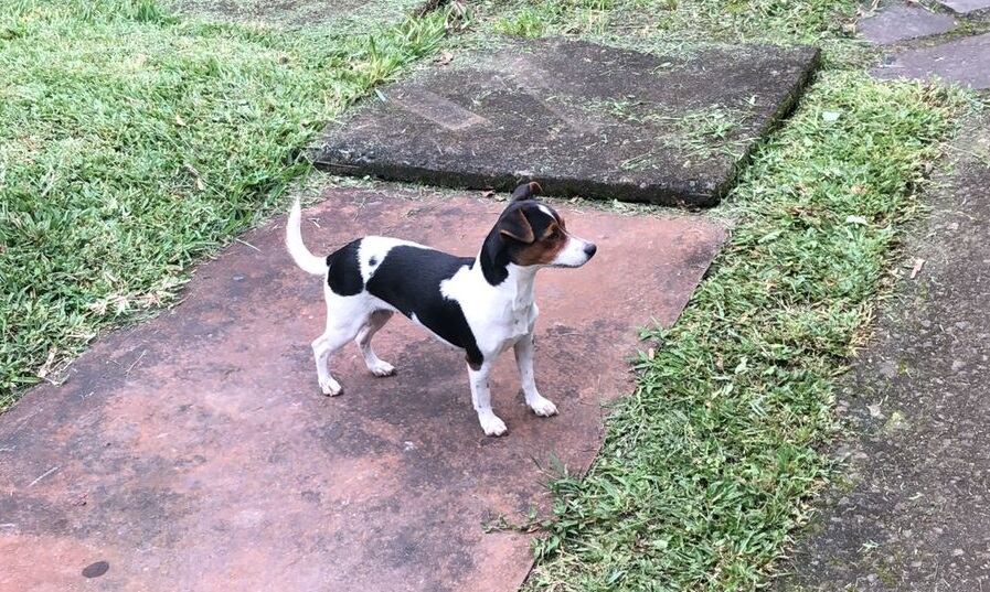 Julia, perrita que robada en Monteverde. Foto José Belmar.