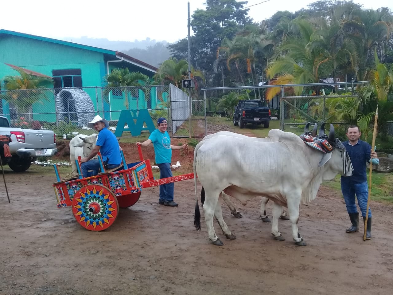 San Rafael de Platanares de Pérez Zeledón es un hermoso pueblito en el cual casi todas las casas tienen bueyes, carreta y trapiche, por eso a la hora pico, cuando se saca el café a media mañana, la presa es de carretas con bueyes. En la foto don Domingo Navarro, gran boyero que falleció hace cuatro meses. En la foto doña Francela Jiménez Fernandez y su esposo Jeicer Navarro Cruz