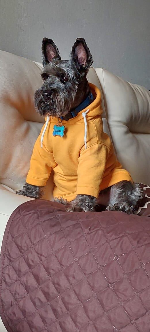 Cada 14 de enero se celebra el Día Mundial de Vestir a tu Mascota.