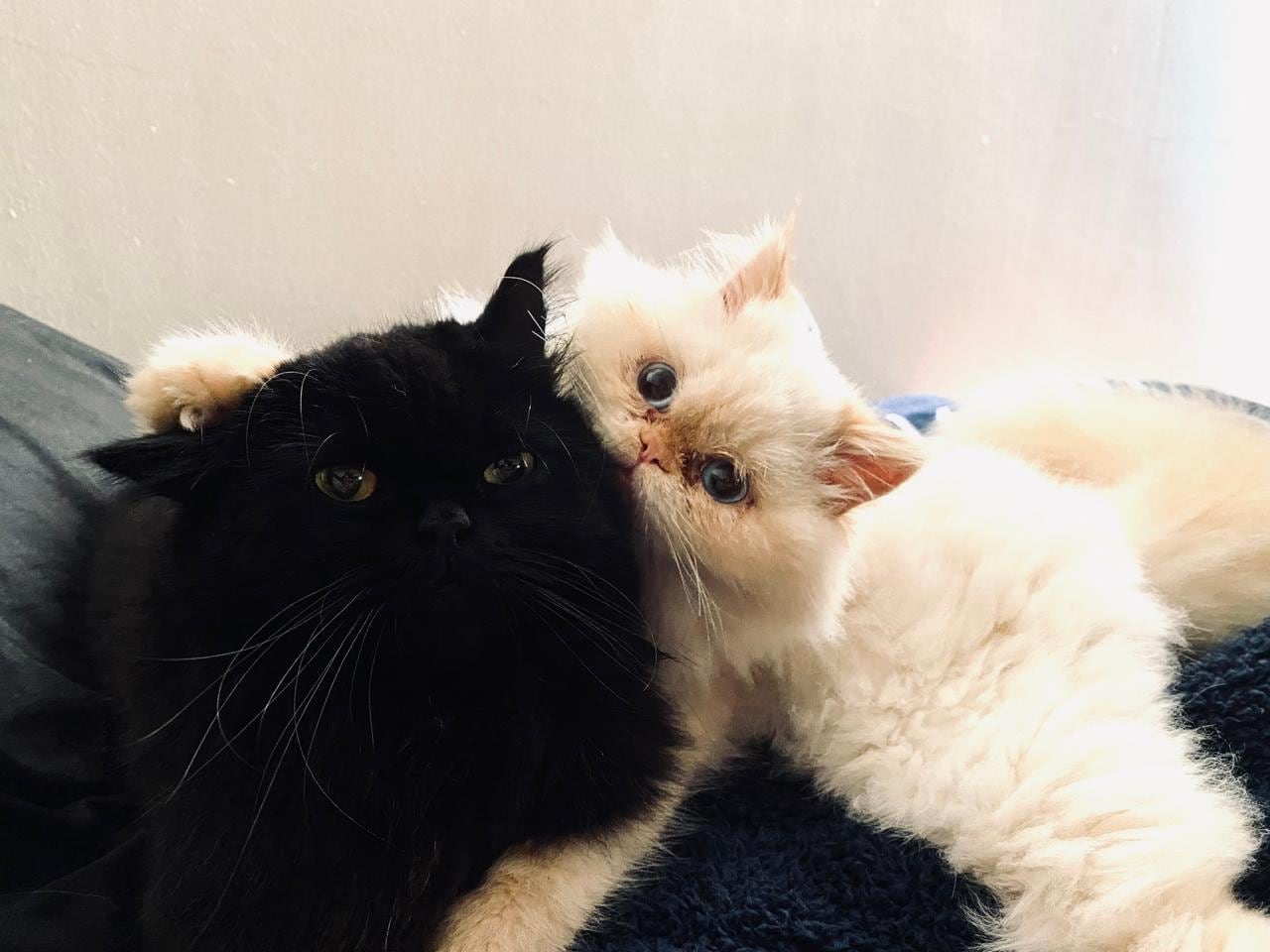 En una hogar de Patalillo de Coronado, dos gatos se han robado el corazón de toda una familia. Son Tati y Otto, los peluditos que llegaron para llenar el hogar de amor, travesuras y compañía. Su mamá humana, Yesiney Espinoza Larrea, de 30 años, asegura que estos gatitos cambiaron su vida y la de su hijo Khaleb, de 7 años.