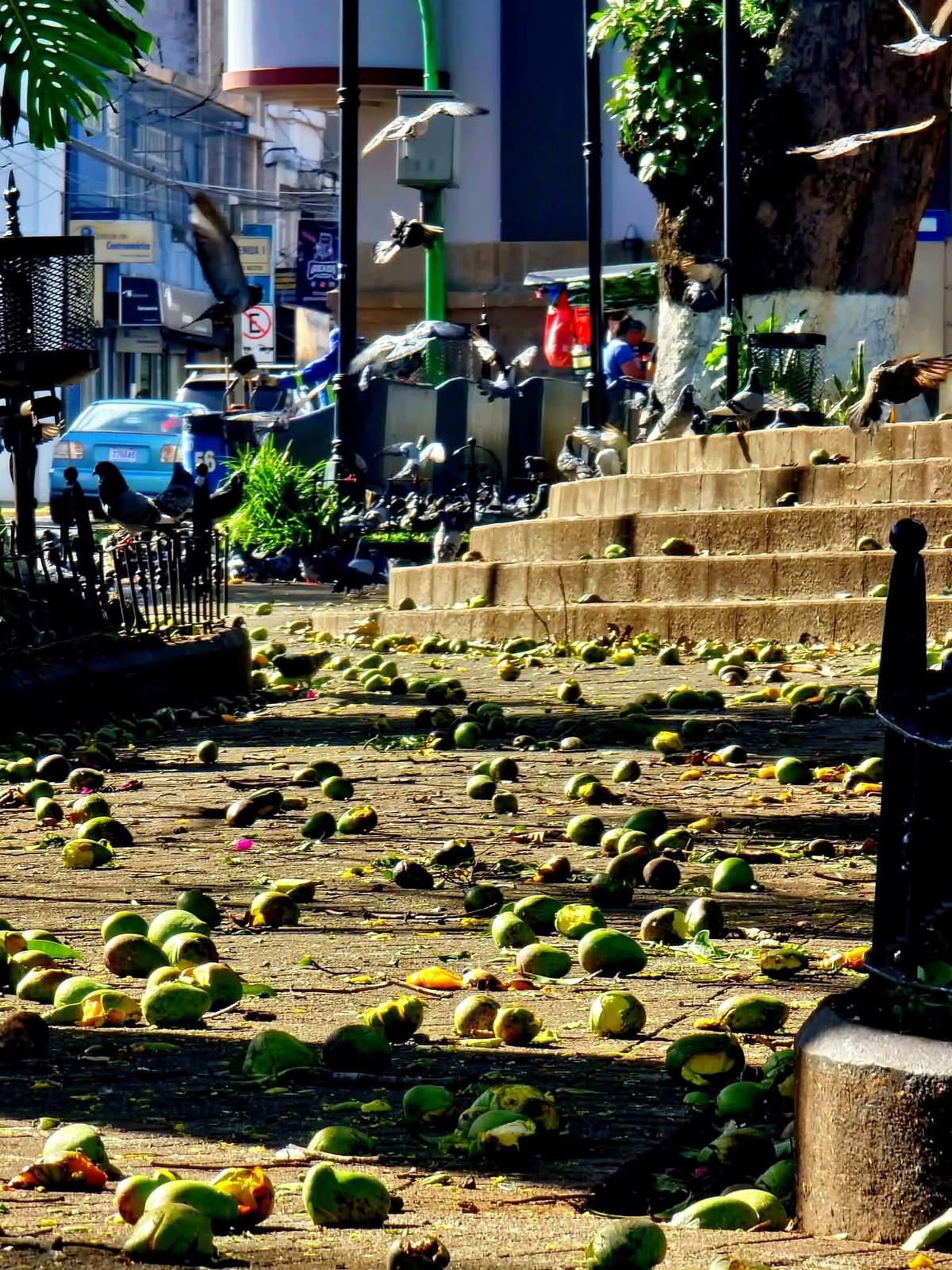 Mangos parque de Alajuela