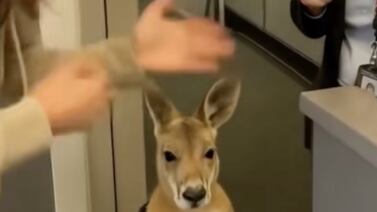 ¿Canguro en avión? La verdad detrás del video viral que engañó a millones de personas