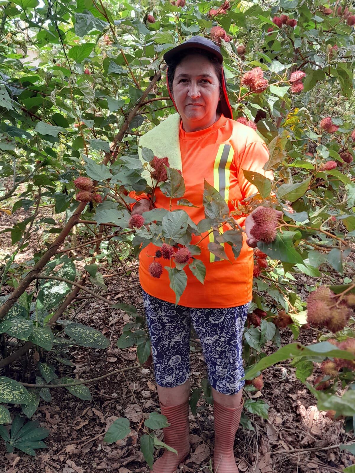 Doña María de los Ángeles Chaves Castro, vecina de El Pavón en Los Chiles, pegando con nuestra frontera Norte, se decidió a tener un negocito de producción de achiote hace dos años, cuando tenía 60.