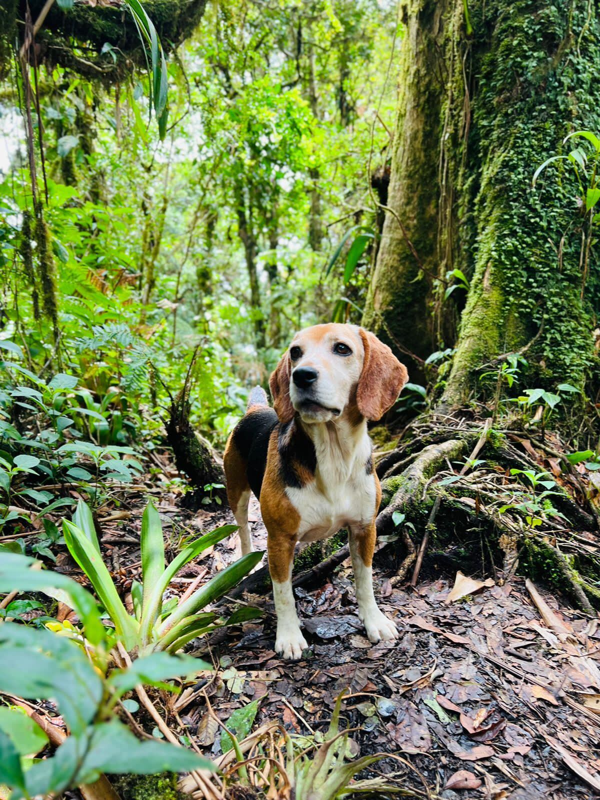 La altura del Cerro es de 2.506 metros sobre el nivel del mar. (Cortesia de Locos por el Senderismo)