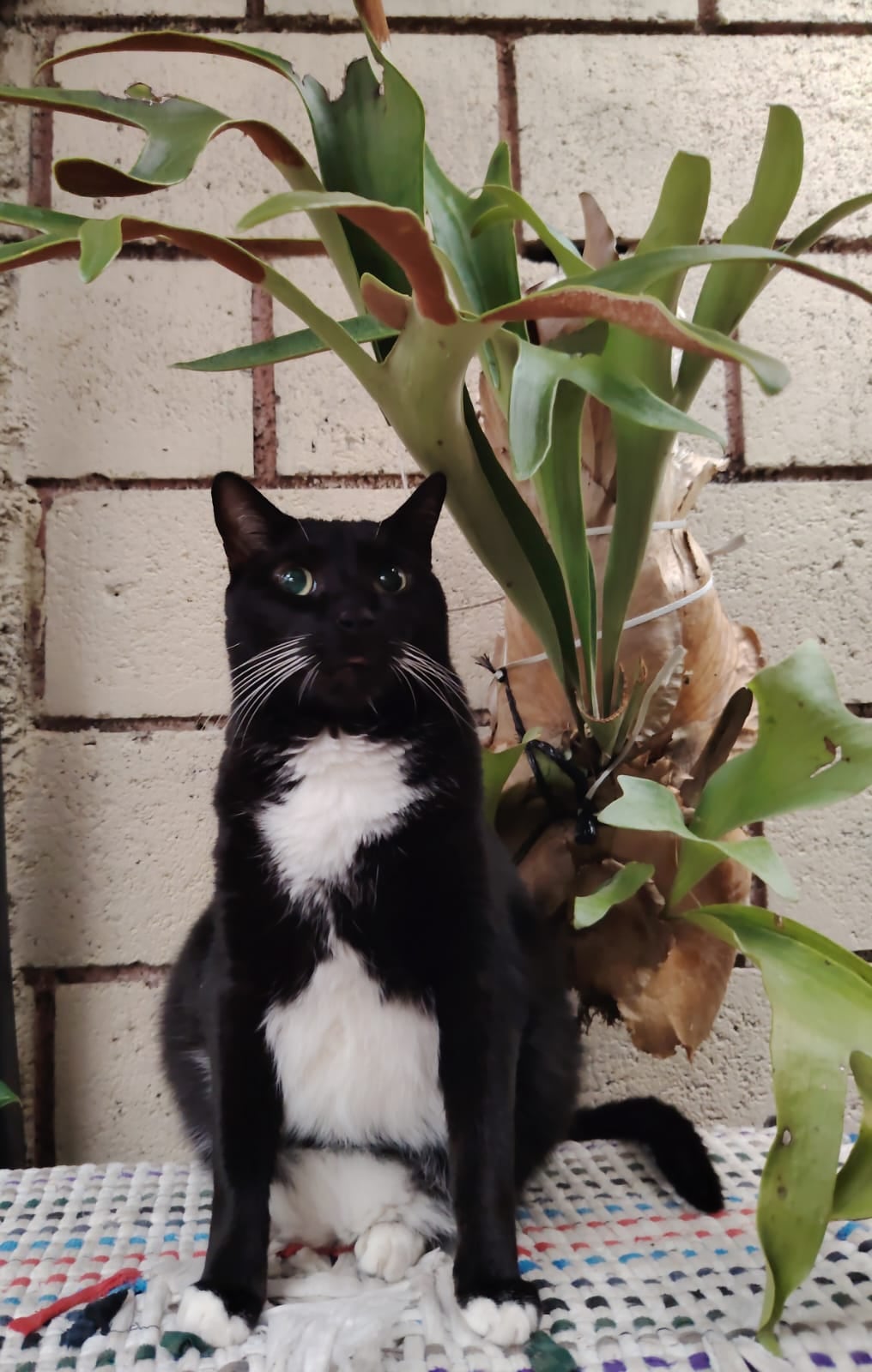El gatito criollo, Julián, llegó a la vida de la profesora de música Marta Sánchez cuando apenas tenía un mes de nacido y desde entonces se convirtió en el chineado
