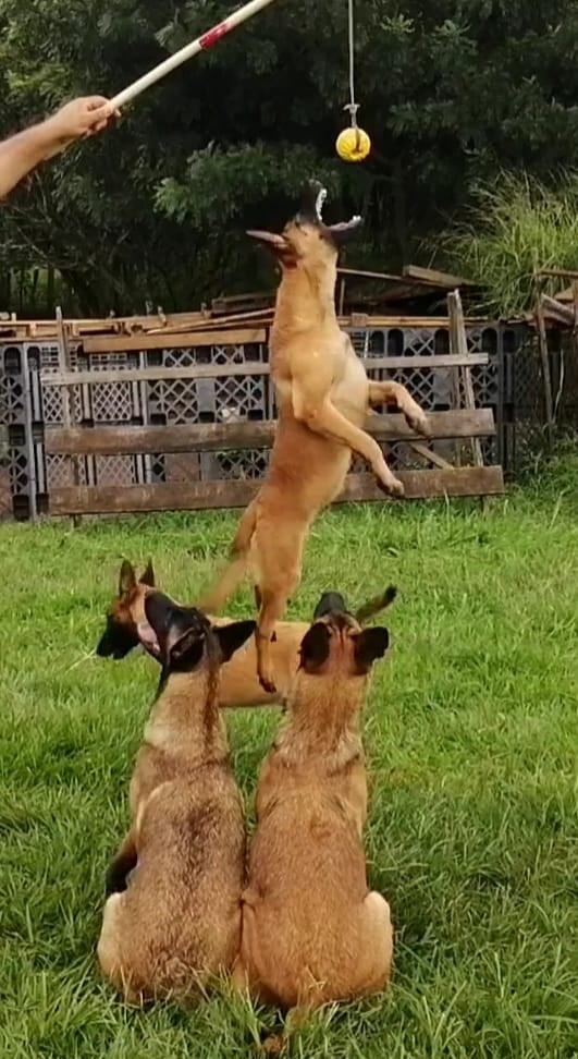 Si hay alguien en Costa Rica que puede decir con orgullo que ha dedicado su vida a los perros policía, es José Castillo Rodríguez. Castillo es el fundador de UTAC-K9, la Unidad Táctica K9, una empresa especializada en el adiestramiento de perros para varios tipos de trabajos de seguridad