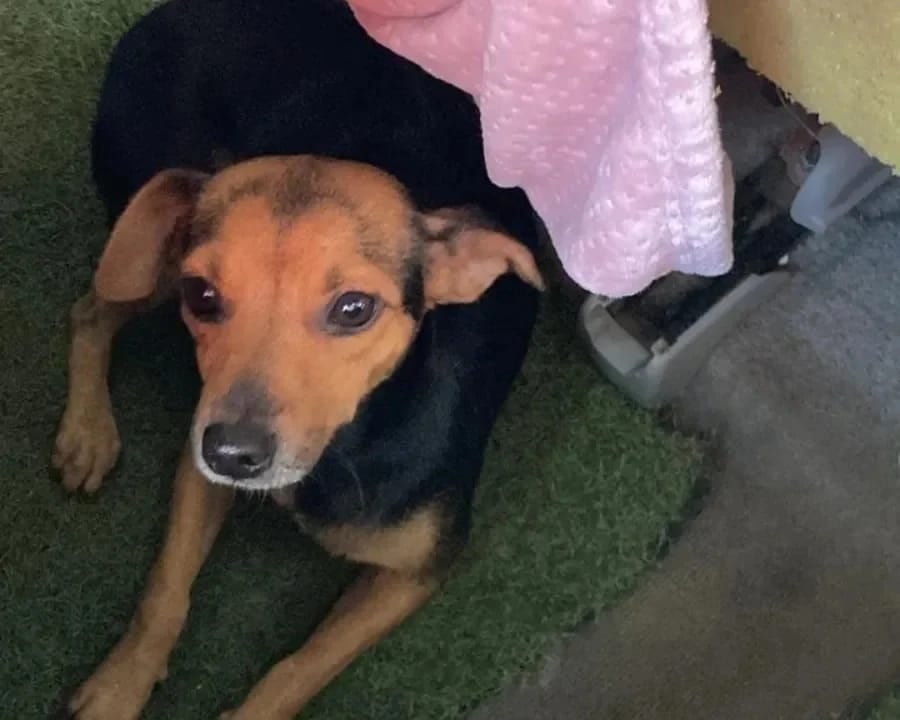 Pita, perrita que se perdió en San Francisco de Dos Ríos. Foto cortesía.